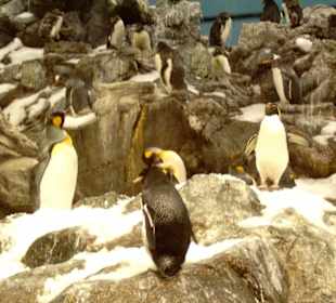 Loro Parc in Puerto de la Cruz