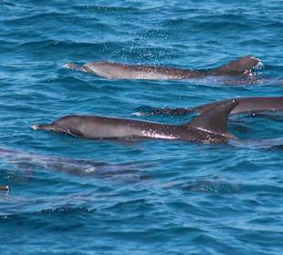 Delfine