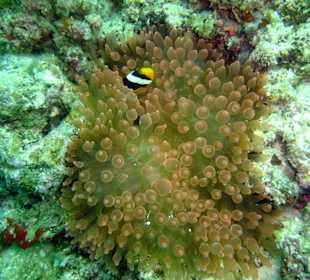 Tauchen Hausriff Westseite