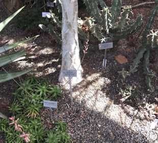 Botanischer Garten der Universität Zürich