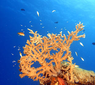 Schnorcheln Makadi Bay