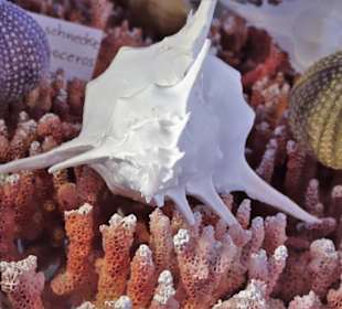 Exponate im Muschelmuseum Hooksiel