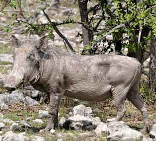 Warthog - hässlich!