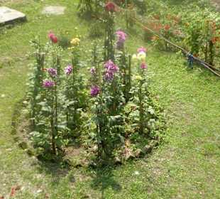 Restaurant Malbazar Touristik Lodge