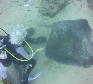 Tauchen mit Rochen Ocean Trek Teneriffa