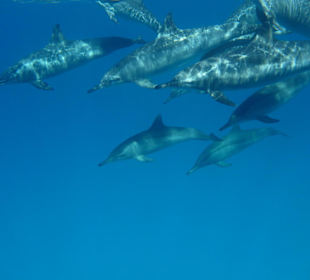 Schnorcheln mit Delphinen