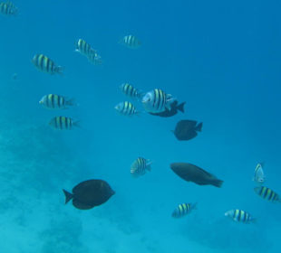 Hotel Al Nabila Grand Makadi