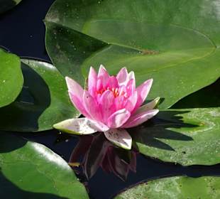 Seerosenblüte auf dem Hainweiher