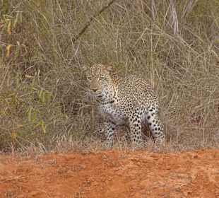 Julius Tact / JT Safaris 