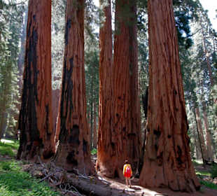 Sequoia Gruppe am Congress Trail