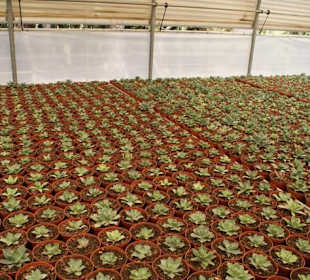 Gewächshaus Kakteenpark