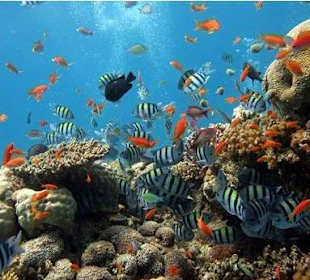 Aquarium im Blue Hole