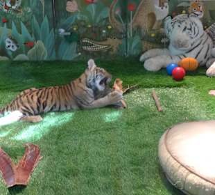 Tiger Babys
