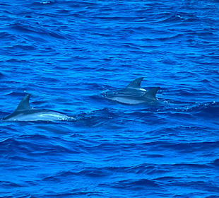 Delfin Tour Hurghada