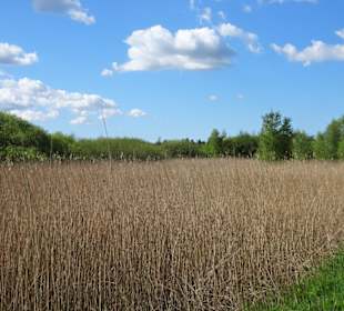 Rundgang um den Bederkesaer See