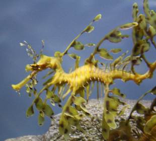 Monterey Bay Aquarium 