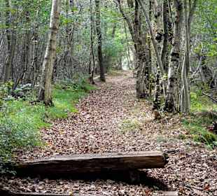 Wanderwege durch das Moor