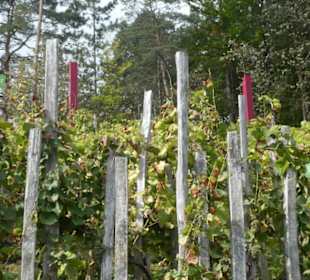 Beim terroir f (oberhalb von Ramsthal)
