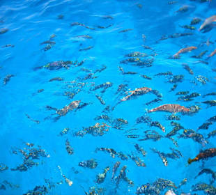 Fische