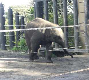 Elefante