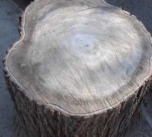 Real Jardín Botánico de Madrid