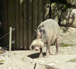 Bartschwein