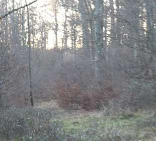 Wanderung rund um den Ochsenweiher