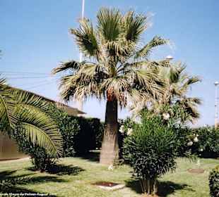 Palmenanlage
