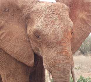 Die roten Elefanten sind in Kenia überall zu sehen