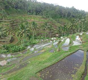 Blick auf die Terrassen