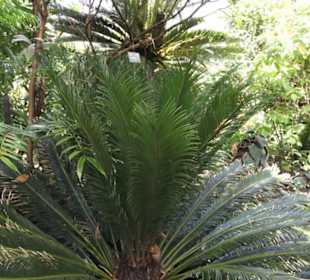 Botanischer Garten der Universität Zürich