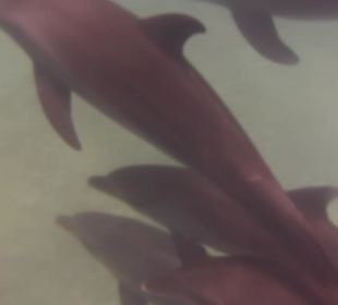 Delfingruppe unter Wasser