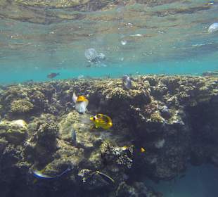 Tabak- u. Fähnchenfalterfisch