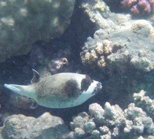 Poisson globe masqué: plage d'Abu Dabbab