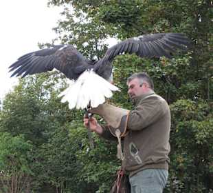 Falken- & Greifvogelflugshow