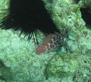 Leoparden-Lippenzähner