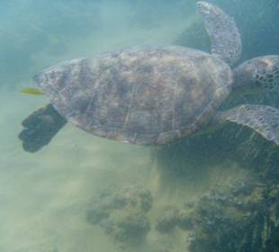 Ist sie nicht schön