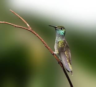 Jardin de los Picaflores