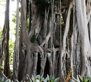 Botanischer Garten Puerto de la Cruz