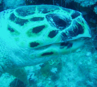 Schildkröte