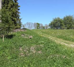 Magolsheimer Buchtalweg