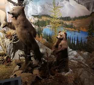 Alpen Wildpark Feld am See