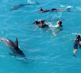 Schwimmen mit Delfinen