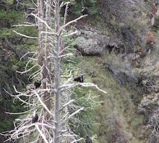 ..der fast ausgestorbene Condor lebt auch hier!