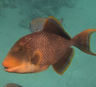 Gelbsaum-Drückerfisch