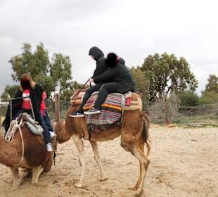 Kamelreiten Friguia Park