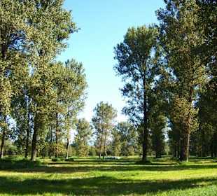 Der Auenwald an der Isar