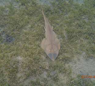 Gitarrenrochen im Seegras