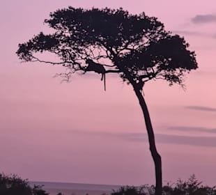 Leopard bei Sonnenaufgang