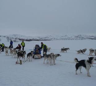 Vorbereitung auf die Husky-Schlittenfahrt